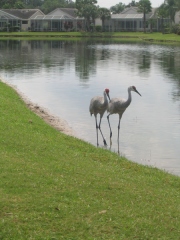 Leggy birds