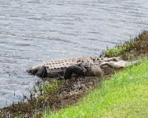 gator-1