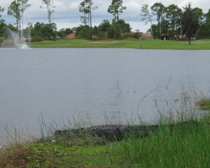 gator-on-9th