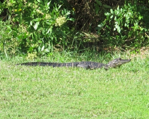 baby-gator