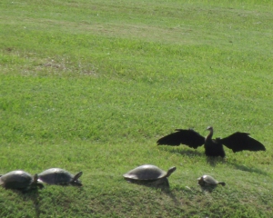 catching-rays