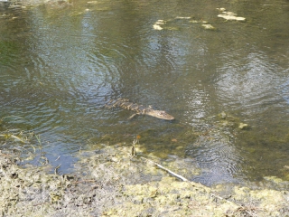 Small Gator