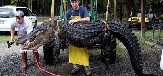 Gator Clearing